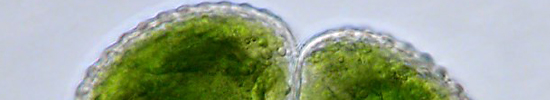 Plankton algen